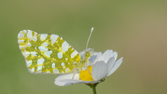Euchloe ausonia