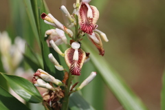 Zingiberaceae