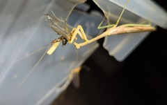 Stagmomantis carolina
