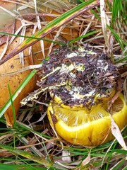 Cortinarius meinhardii