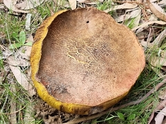 Phlebopus marginatus