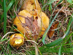 Cortinarius meinhardii