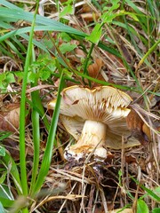 Cortinarius meinhardii