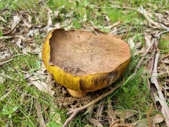 Phlebopus marginatus