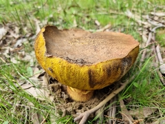 Phlebopus marginatus