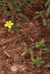 Helianthemum oelandicum