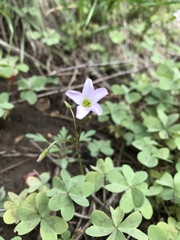 Oxalis caerulea