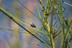 Chrysomya megacephala