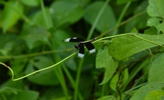 Neurothemis tullia