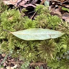 Nestegis cunninghamii