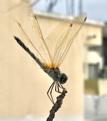 Trithemis pallidinervis