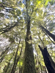 Nestegis cunninghamii