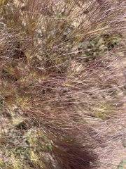 Aristida purpurea