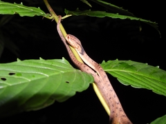 Pareas carinatus