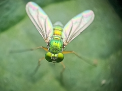 Chrysosoma