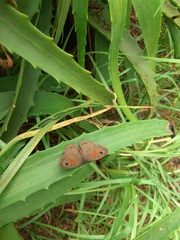 Cassionympha cassius