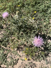 Cirsium texanum