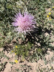 Cirsium texanum
