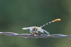 Erpetogomphus compositus