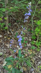 Lobelia amoena