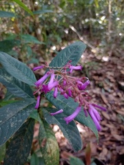 Palicourea angustifolia