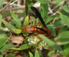Polistes carolina