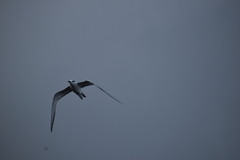 Thalasseus sandvicensis