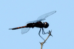Tramea limbata