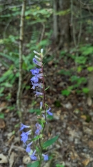 Lobelia amoena