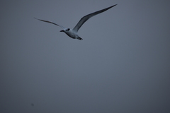 Thalasseus sandvicensis