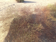 Eriogonum deserticola