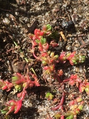 Crassula tillaea