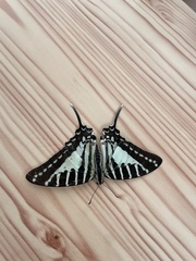 Graphium nomius