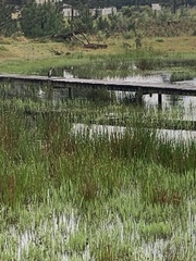 Microcarbo africanus