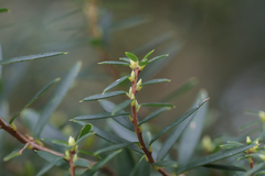 Styphelia leptospermoides