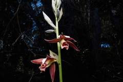 Phaius australis