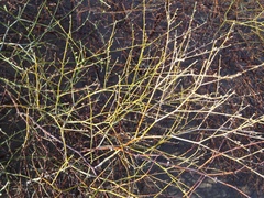 Eriogonum deserticola