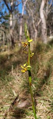 Diuris sulphurea