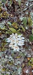 Sarcochilus falcatus