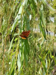 Polygonia c-aureum