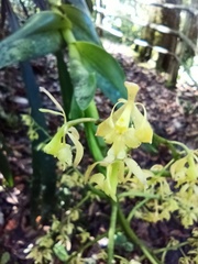 Epidendrum zipaquiranum