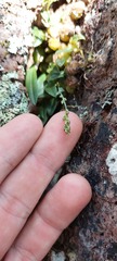 Bulbophyllum bracteatum