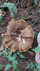 Bondarzewia occidentalis