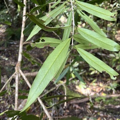 Nestegis cunninghamii