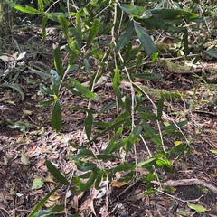 Nestegis cunninghamii