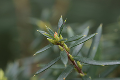 Styphelia leptospermoides