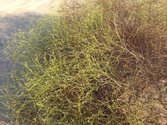 Eriogonum deserticola