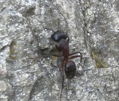 Camponotus ligniperda