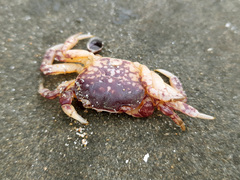 Cyclograpsus granulosus