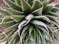 Aristaloe aristata